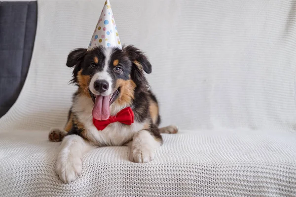 Cão pastor australiano em chapéu de festa com gravata borboleta. Feliz aniversário. Imagens Royalty-Free