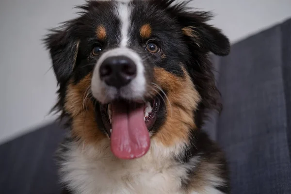 Pastore australiano tre colori cucciolo cani faccia — Foto Stock