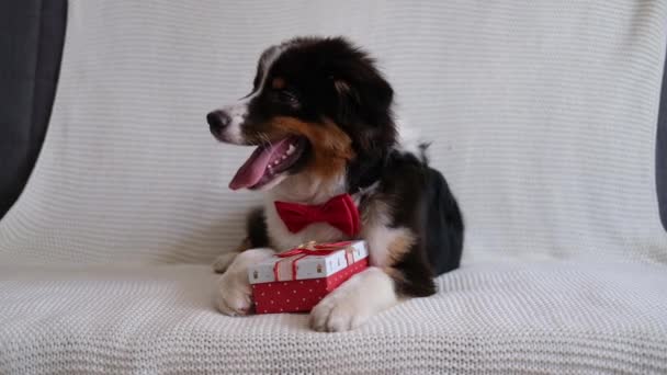 Australische herder drie kleuren puppy hond met kerstcadeau — Stockvideo