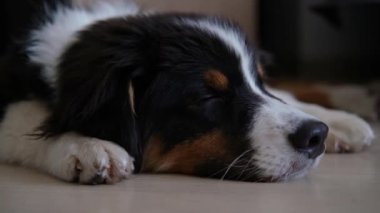 Avustralyalı çoban köpeği üç renkli köpek yerde yatar ve uyur.