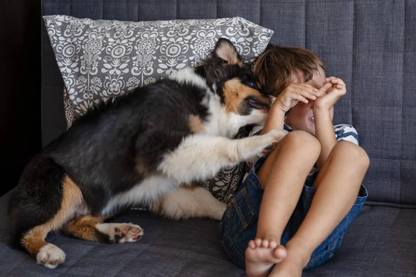 快乐的小男孩害怕狗。澳大利亚牧羊犬 — 图库照片
