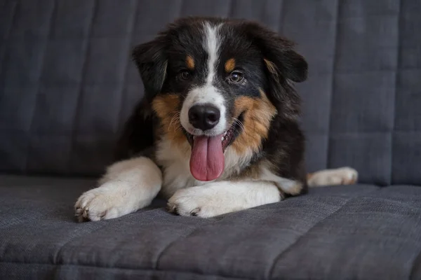 Australian shepherd three colours puppy dog lie on couch — Stock Photo, Image