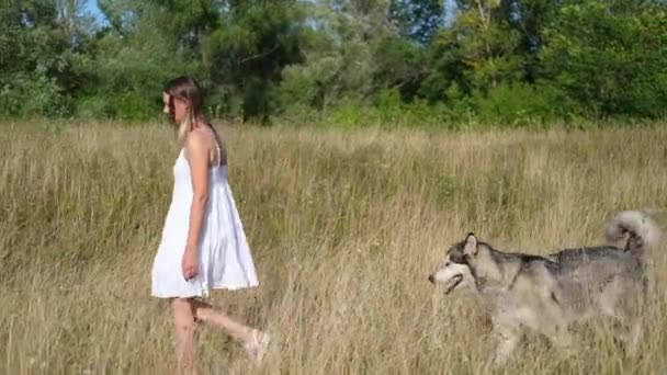 女性は夏のフィールドでアラスカのマラメイト犬と歩く — ストック動画