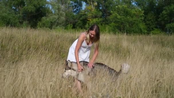 Vrouw huisdier alaskan malamute hond in de zomer veld — Stockvideo