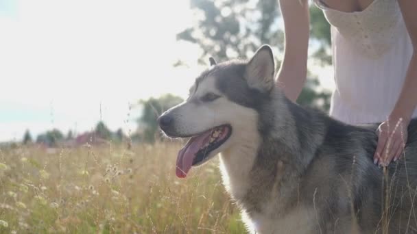 Vrouwen handen huisdier alaskan malamute hond in de zomer veld — Stockvideo