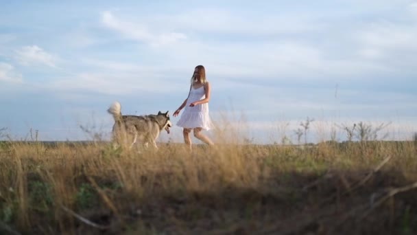 Женщина гуляет с аляскинской маламутной собакой в летнем поле — стоковое видео