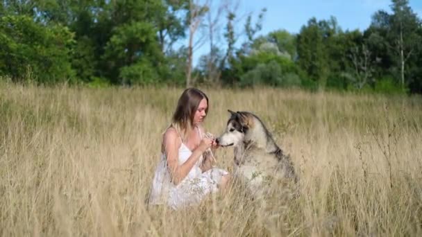 Vrouw huisdier alaskan malamute hond in de zomer veld — Stockvideo