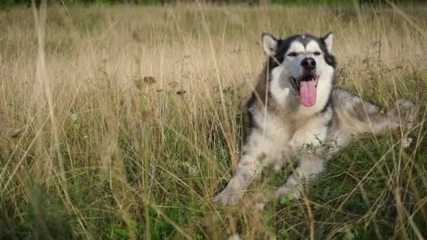 Glad liggande alaskan malamute hund i sommarfält — Stockvideo