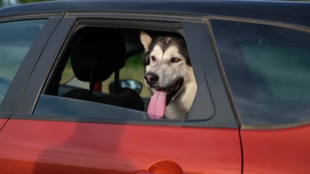 Feliz perro malamute Alaska sentarse en el coche — Vídeos de Stock