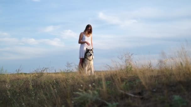 女性は夏の畑でアラスカのマラメイト犬と一緒に立ち — ストック動画