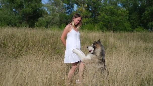 Mujer tren alaskan malamute perro en verano campo — Vídeos de Stock