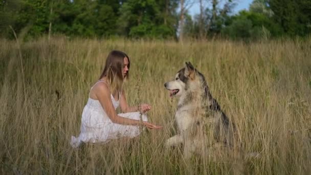 Vrouw trein alaskan malamute hond in de zomer veld — Stockvideo