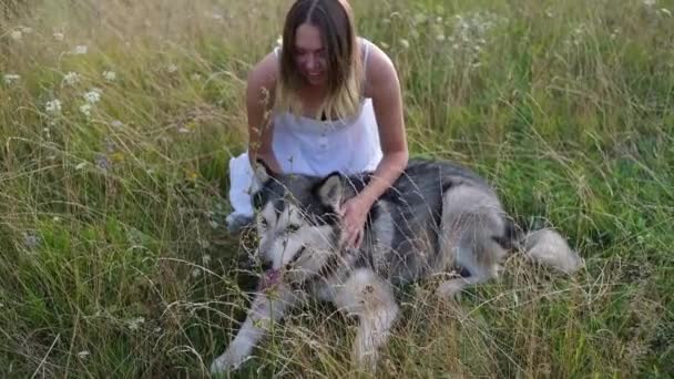 Vrouw huisdier en zitten met alaskan malamute hond in de zomer veld — Stockvideo