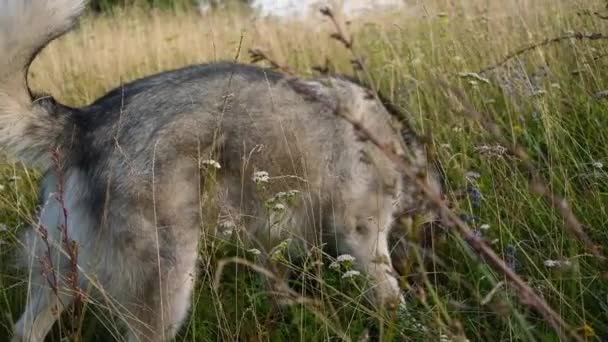 Alaskan malamute σκυλί στο πεδίο του καλοκαιριού — Αρχείο Βίντεο