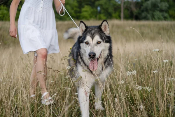 Mulher andar com o cão malamute alasca no campo de verão — Fotografia de Stock