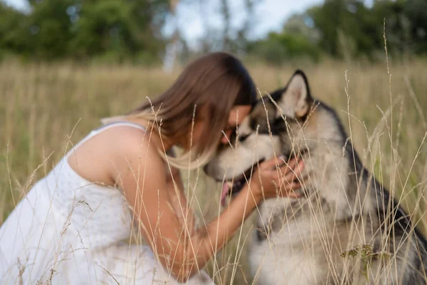 Donna felice abbracciare e baciare Alaskan Malamute cane nel campo estivo — Foto Stock