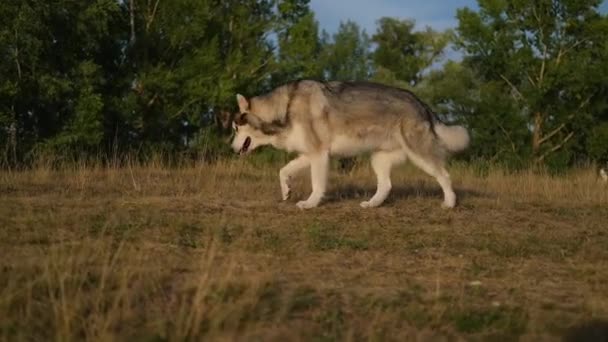 アラスカのマラメイト犬が夏野を歩く — ストック動画