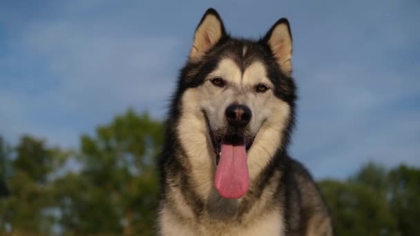 Mutlu Alaska Malamute köpekleri gökyüzü arka planında — Stok video