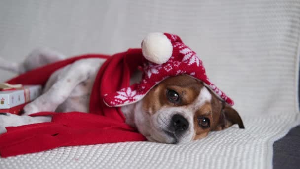 Chihuahua chien en santa chapeau et écharpe rouge avec cadeau de Noël. — Video