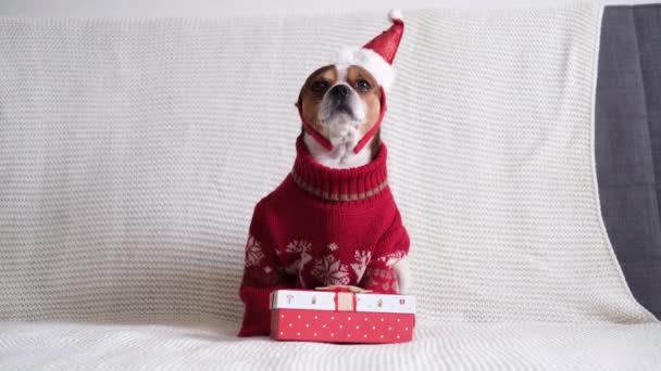 Chihuahua hund i tomte hatt och röd tröja med julklapp. — Stockvideo