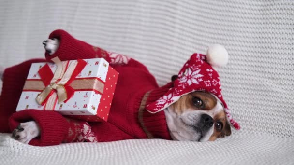 Chihuahua hund i tomte hatt och röd tröja med julklapp. — Stockvideo