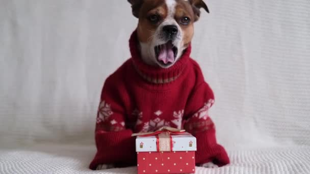 Chihuahua cão em camisola vermelha com presente de Natal. — Vídeo de Stock