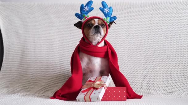 Chihuahua pies w jelenie róg obręczy i czerwony szalik z prezentem świątecznym. — Wideo stockowe