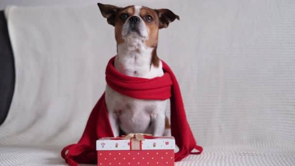 Chihuahua hond in rode sjaal met kerstcadeau. — Stockvideo