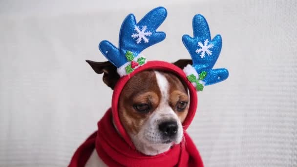 Chihuahua hond in hertenhoorn rand en rode sjaal. — Stockvideo