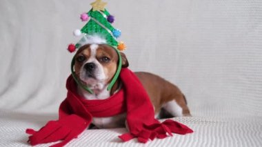 Noel ağacında Chihuahua köpeği ve kırmızı eşarp..