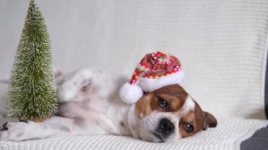 Noel Baba şapkalı, Noel ağacı olan bir köpek..