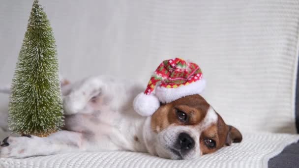 Chihuahua hond in kerstmuts met kerstboom. — Stockvideo