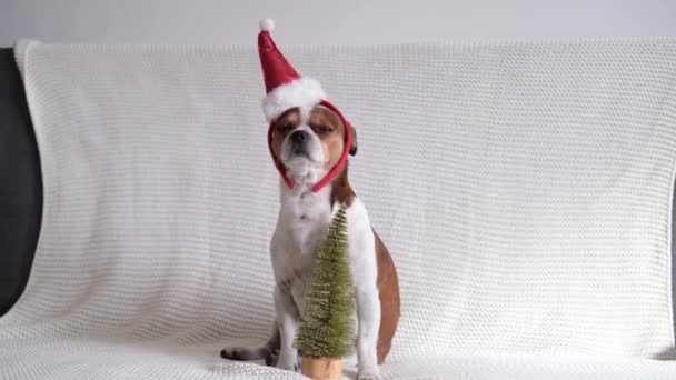 Chihuahua hund i tomte hatt med julgran. — Stockvideo
