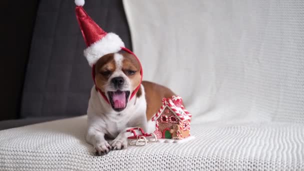 Chihuahua hond in santa hoed met peperkoek huis — Stockvideo