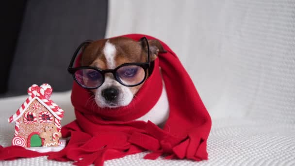 Chihuahua perro en gafas y bufanda roja con casa de jengibre — Vídeo de stock