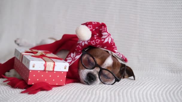 Chihuahua σκύλος σε καπέλο santa, glasess και κόκκινο μαντήλι με δώρο Χριστουγέννων. — Αρχείο Βίντεο