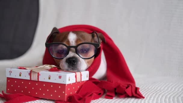 크리스마스 선물로 안경을 쓰고 붉은 스카프를 두른 치와와 개. — 비디오