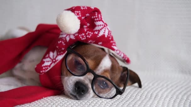 Chihuahua pies w Santa kapelusz, szkło i czerwony szalik — Wideo stockowe