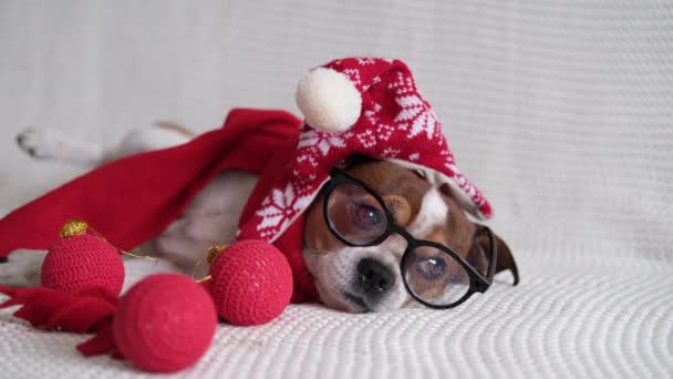 Chihuahua pies w Santa kapelusz, szkło i czerwony szalik z ozdobami świątecznymi. — Wideo stockowe