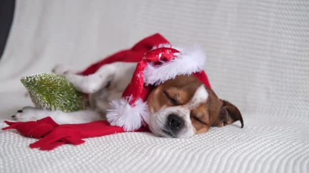 Chihuahua perro en sombrero de santa y bufanda roja con árbol de Navidad. — Vídeos de Stock
