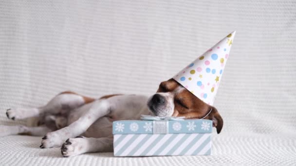 Chihuahua chien en chapeau de fête dormir sur cadeau de Noël. — Video