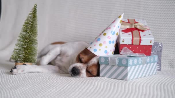 Cane chihuahua in cappello da festa dormire con regali di Natale e albero di Natale. — Video Stock