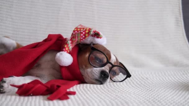 Chihuahua pes v santa klobouku, glasess a červený šátek — Stock video