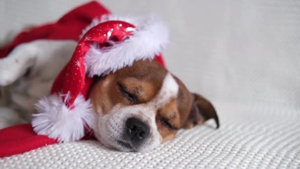 Chihuahua dog in santa hat and red scarf. — Stock Video