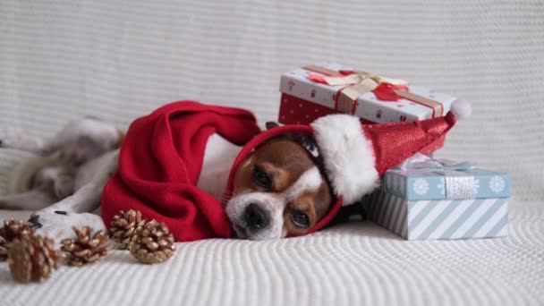 Chihuahua dog in santa hat rim and red scarf with Christmas gifts. — Stock Video