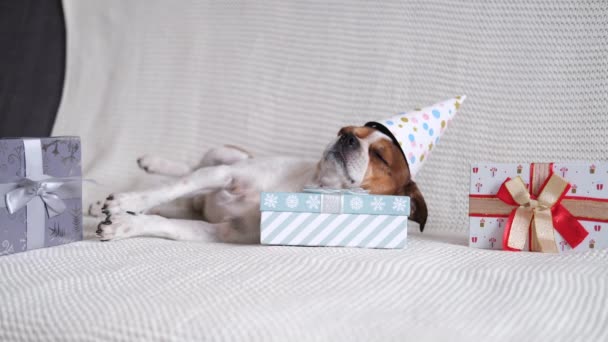 Chihuahua perro en partido sombrero dormir en regalos de Navidad. — Vídeo de stock