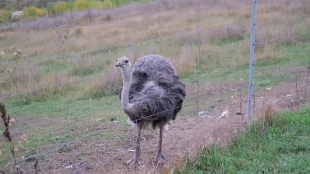 Simplesmente avestruz, é uma espécie de ave sem mosca — Vídeo de Stock