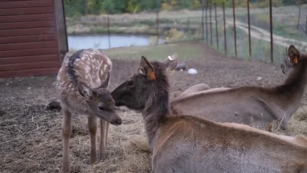 Portret van majestueuze rode herten baby met moeder in de herfst herfst — Stockvideo