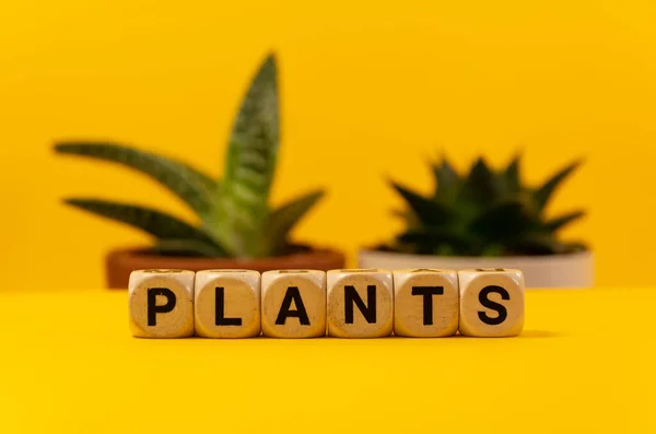 Ordet Växter Skrivna Med Reals Trä Tärningar Framför Planterad Bakgrund — Stockfoto