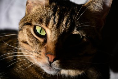 Parlak sol gözü olan bir kedi portresi.